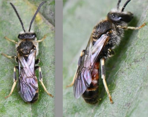 Réf. 349 805 : Lasioglossum sp.